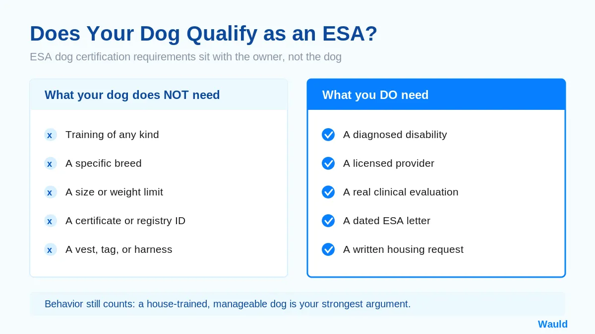 Infographic showing what makes a dog qualify for ESA dog certification, including no breed, size, or training requirements
